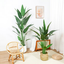 ต้น Bird of Paradise ต้นปักษาสวรรค์ พร้อมกระถางดำ มี 2 ไซส์ให้เลือก