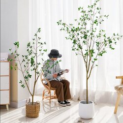 ต้นคามิลเลีย Camellia Japonica 150cm / 180 cm