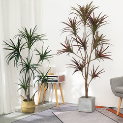 ต้น Dracaena Dragon Tree ต้นมังกร 130cm / 150cm / 180cm