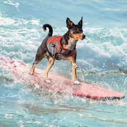 เสื้อชูชีพน้องหมาน้องแมว รุ่นหนาพิเศษ งานตัดเย็บพรีเมี่ยม ทำจากผ้า Oxford 600D มี 4 สี 4 ขนาดให้เลือก