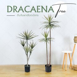 ต้น Dracaena draco ดราแคนน่า จันผาเลือดมังกร พร้อมกระถางดำ มี 2 ไซส์ให้เลือก