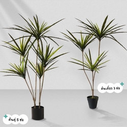 ต้น Dracaena Rainbow tree 120cm (เข็มสามสี)