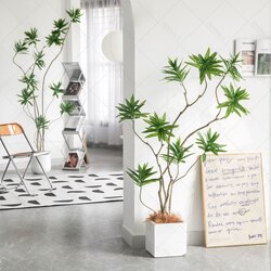 ต้น Llly Bamboo 140cm. / 160cm.