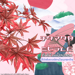 ต้นเมเปิ้ลปลอม red maple พร้อมกระถางดำ🌲150cm.