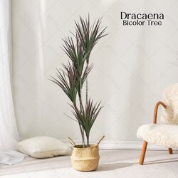 ต้น Dracaena Bicolor 150cm (เข็มริมแดง)