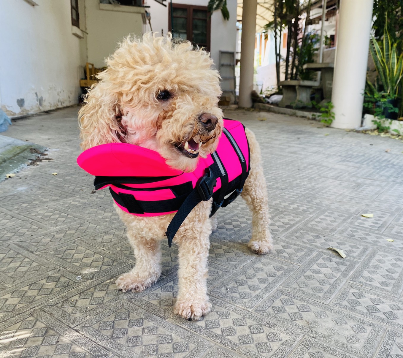 Dogtalog เสื้อชูชีพสุนัข Dogtalog แบบมีรองคอถอดได้ สีชมพู Pink