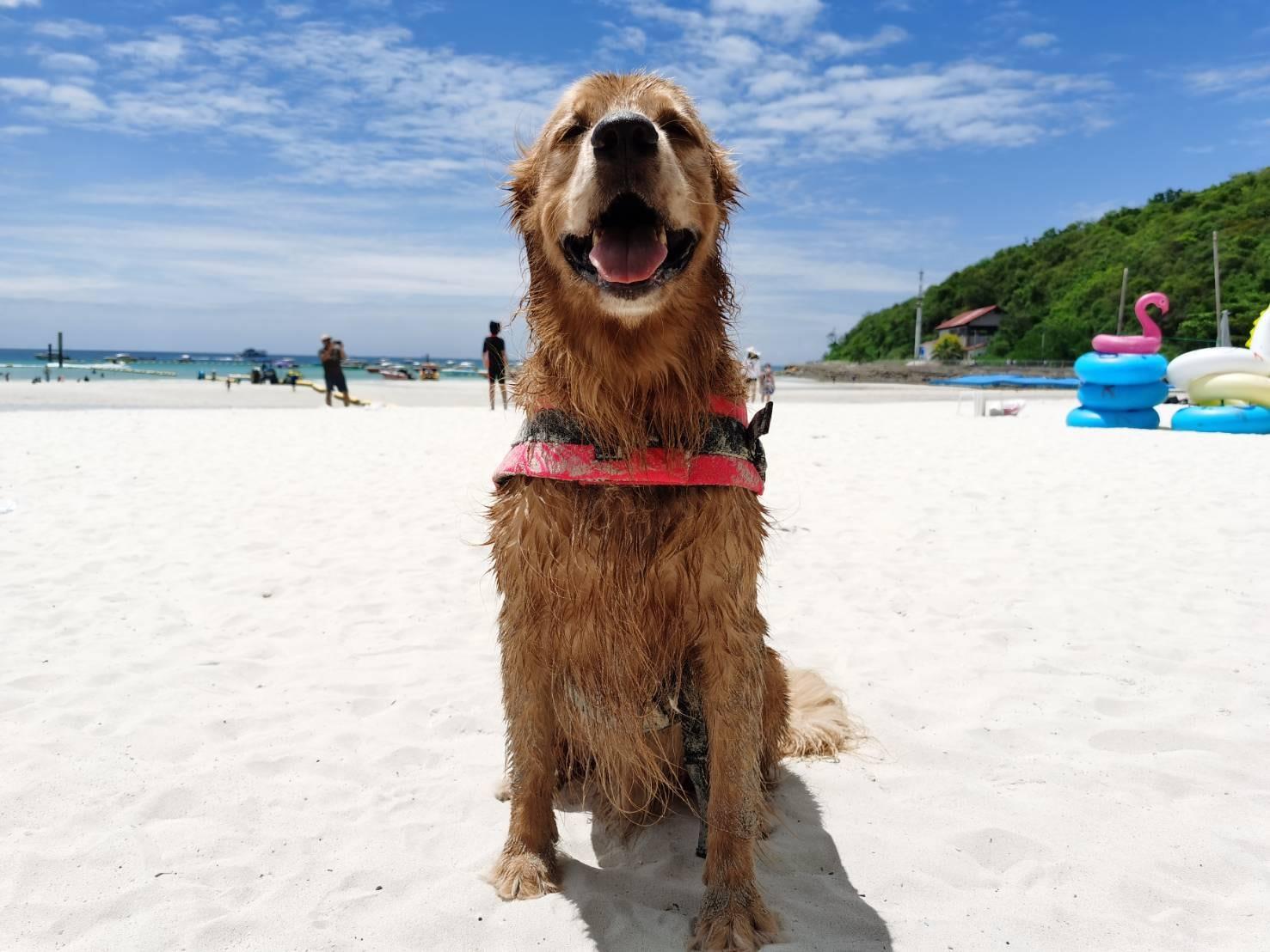 เสื้อชูชีพสุนัข Dogtalog เบอร์ XXL