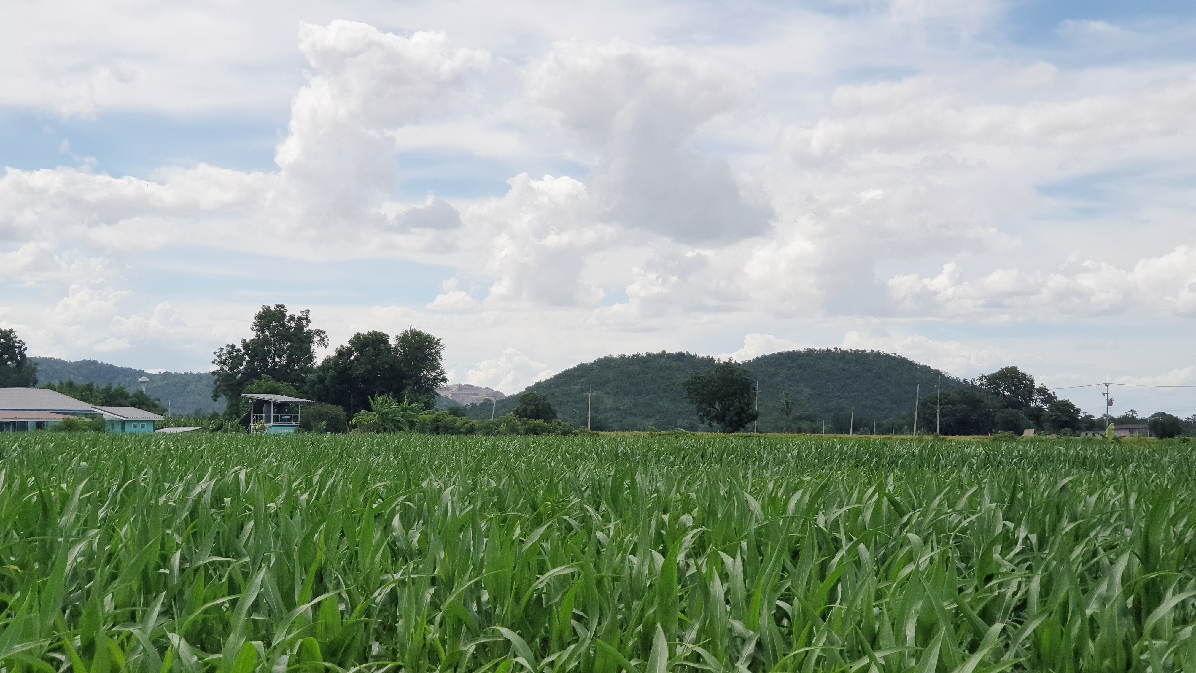 ขายที่ดินวิวภูเขา ชัดรอบทิศ วิวร้อยล้าน ขายราคาหลักแสน ต.พลับพลาไชย อ.อู่ทอง จ.สุพรรณบุรี เนื้อที่ 11 ไร่ 2 งาน 28 ตรว ไร่ละ 480,000 บ. ทางสาธารณะกว้าง 6 เมตร วิวเขา 180 องศา จากถนนทางหลวงชนบทลาดยางเข้ามาประมาณ 80 เมตร ดินดี ที่สวย บรรยากาศดี วิวภูเขารอบท