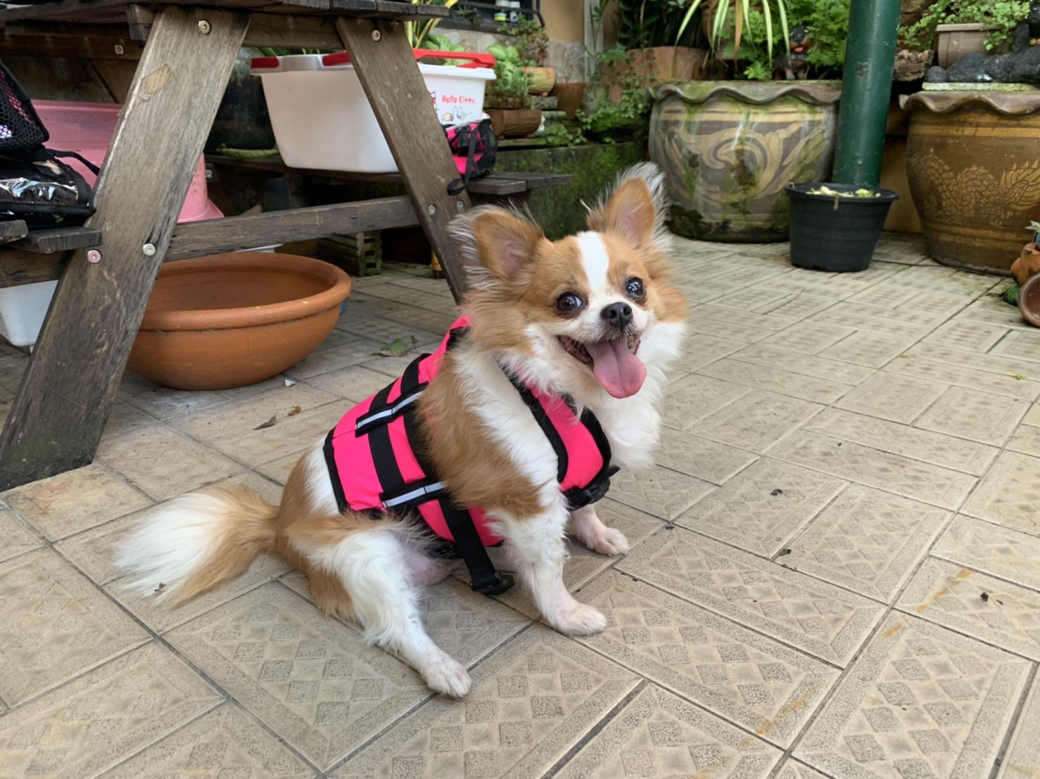 เสื้อชูชีพสุนัขแบบเสื้อกล้าม : สีชมพู