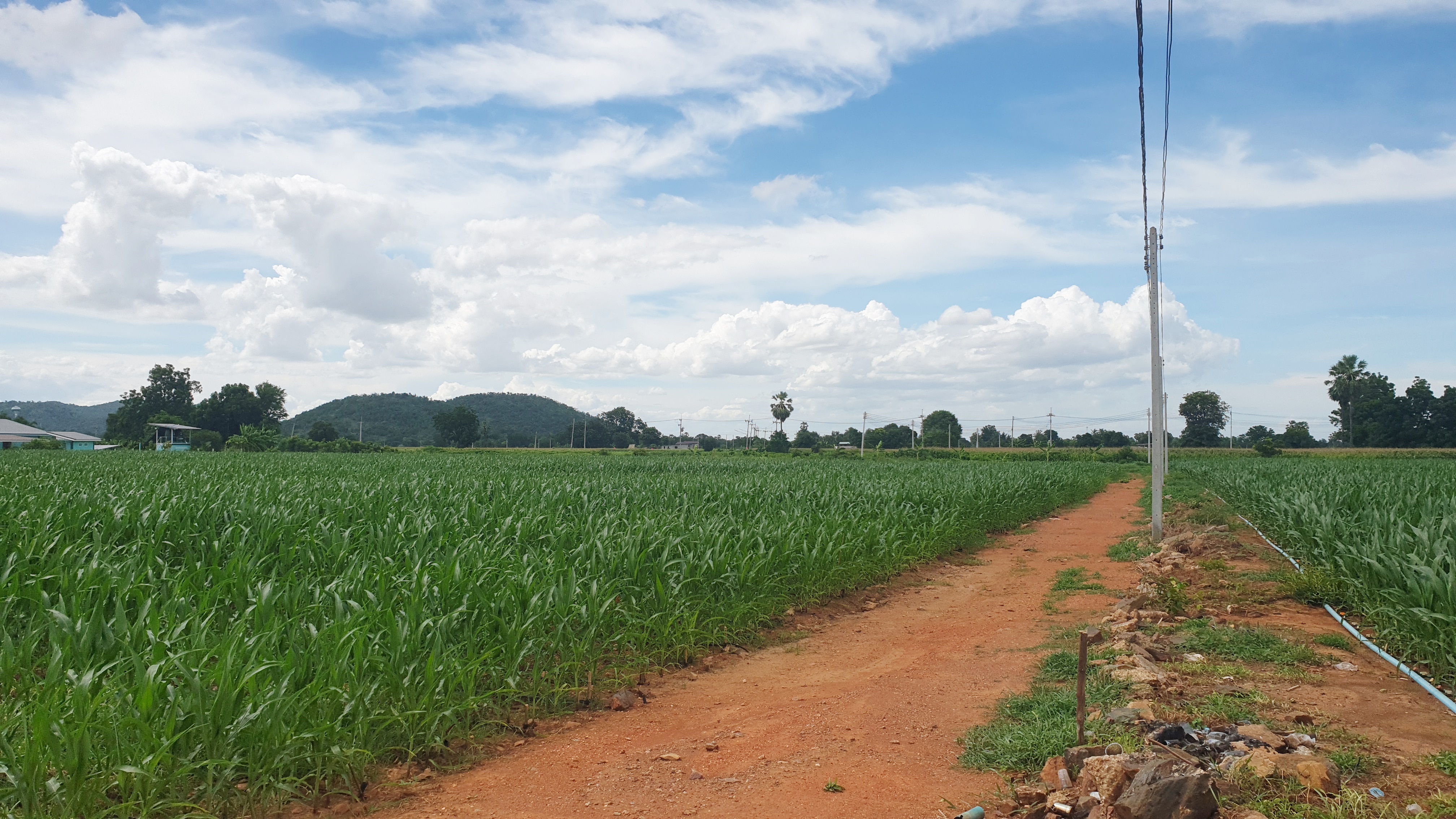 ขายที่ดินวิวภูเขา ชัดรอบทิศ วิวร้อยล้าน ขายราคาหลักแสน ต.พลับพลาไชย อ.อู่ทอง จ.สุพรรณบุรี เนื้อที่ 11 ไร่ 2 งาน 28 ตรว ไร่ละ 480,000 บ. ทางสาธารณะกว้าง 6 เมตร วิวเขา 180 องศา จากถนนทางหลวงชนบทลาดยางเข้ามาประมาณ 80 เมตร ดินดี ที่สวย บรรยากาศดี วิวภูเขารอบท