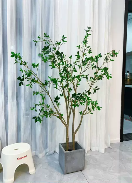 ต้นคามิลเลีย Camellia Japonica 150cm / 180 cm