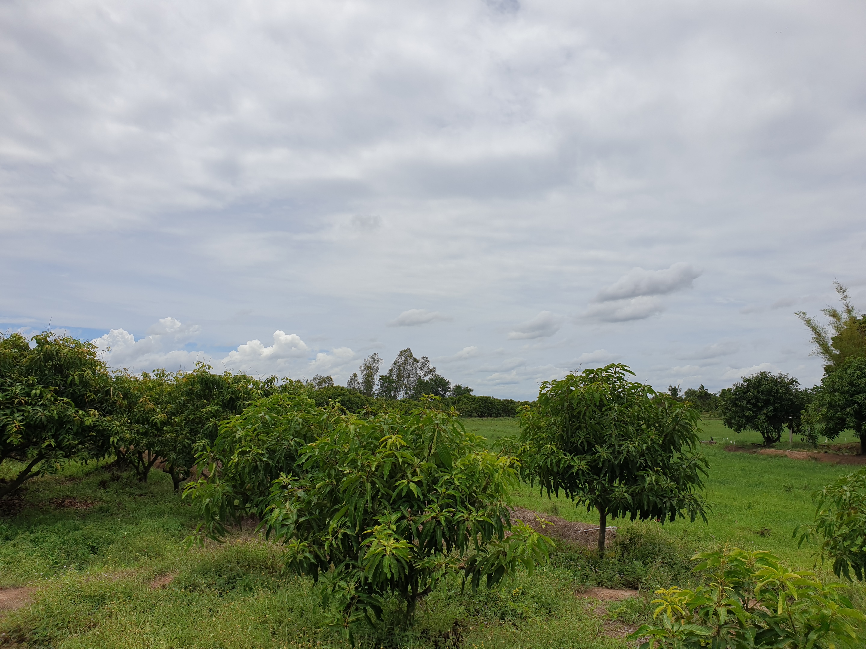 💰ขายแล้ว💰ขายที่ดินสวนมะม่วง ต.สนามคลี อ.เมือง จ.สุพรรณบุรี ขายที่ดินสวนมะม่วง 7-1-50 ไร่ ไร่ละ 480,000 บาท ติดถนนทางหลวงชนบท 3006