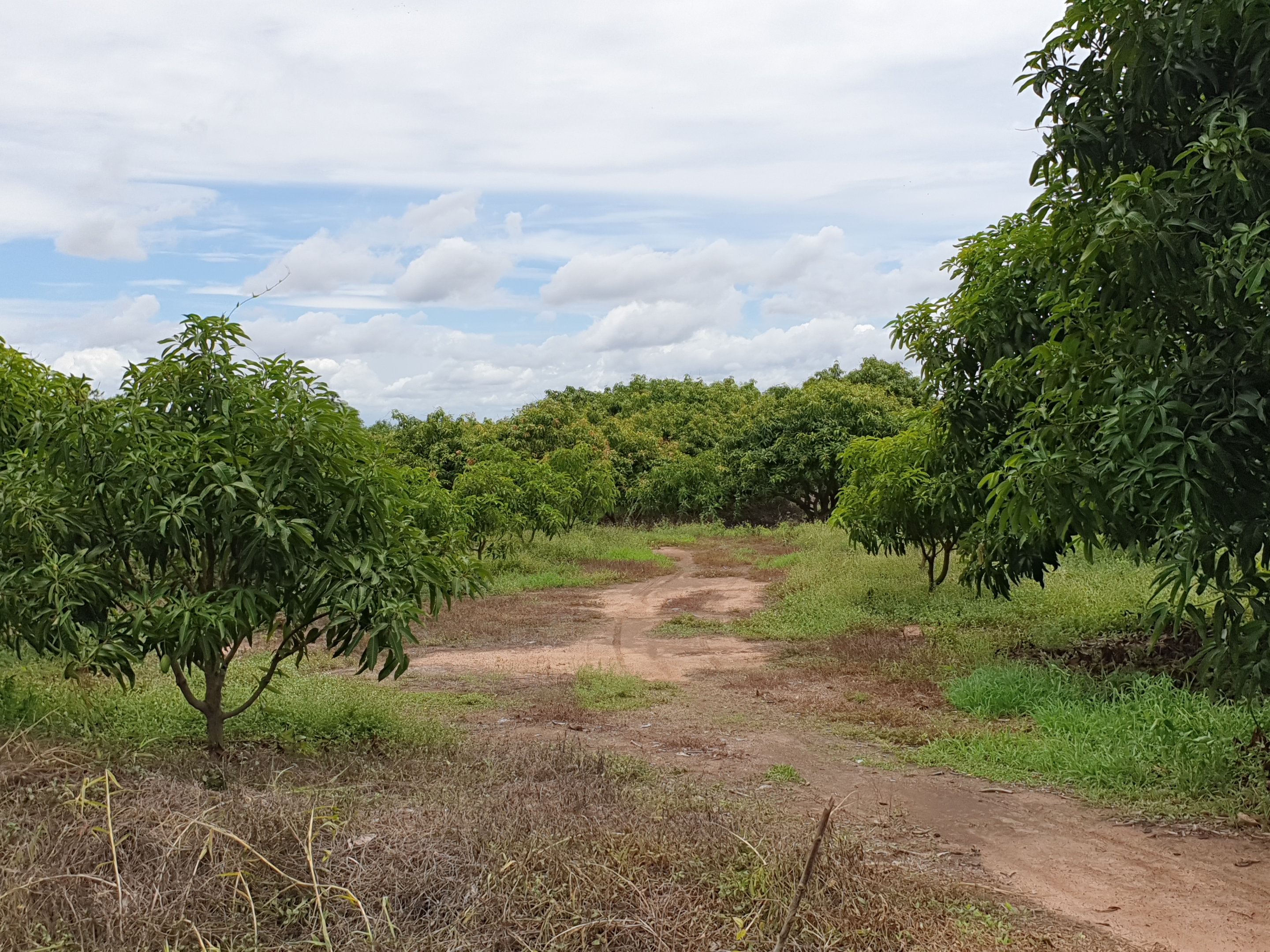 💰ขายแล้ว💰ขายที่ดินสวนมะม่วง ต.สนามคลี อ.เมือง จ.สุพรรณบุรี ขายที่ดินสวนมะม่วง 7-1-50 ไร่ ไร่ละ 480,000 บาท ติดถนนทางหลวงชนบท 3006
