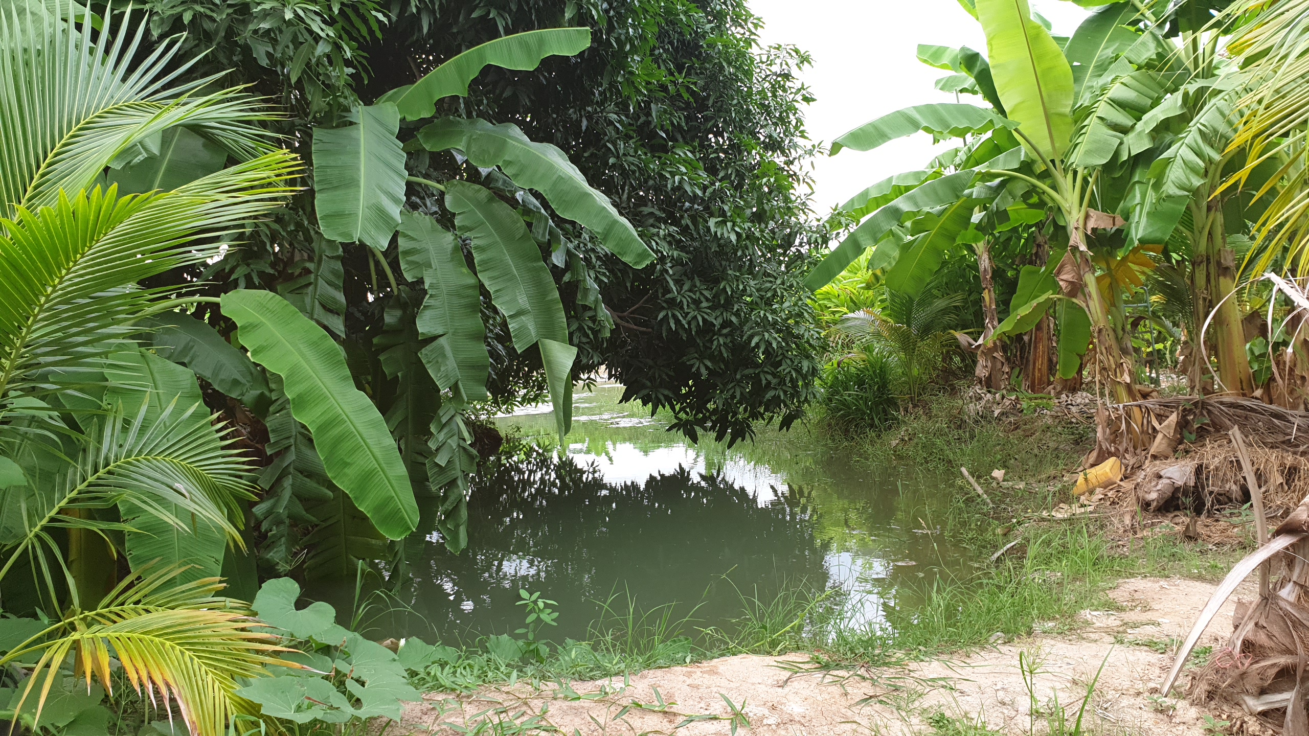 💰ขายแล้ว💰ขายที่ดินสวนมะพร้าวน้ำหอม อ.อู่ทอง จ.สุพรรณบุรี เนื้อที่ 20 ไร่ พร้อมบ้านสวยพร้อมอยู่ ขายยกแปลง 12 ล้าน บรรยากาศดี สงบ ร่มรื่น น้ำท่า อุดมสมบูรณ์