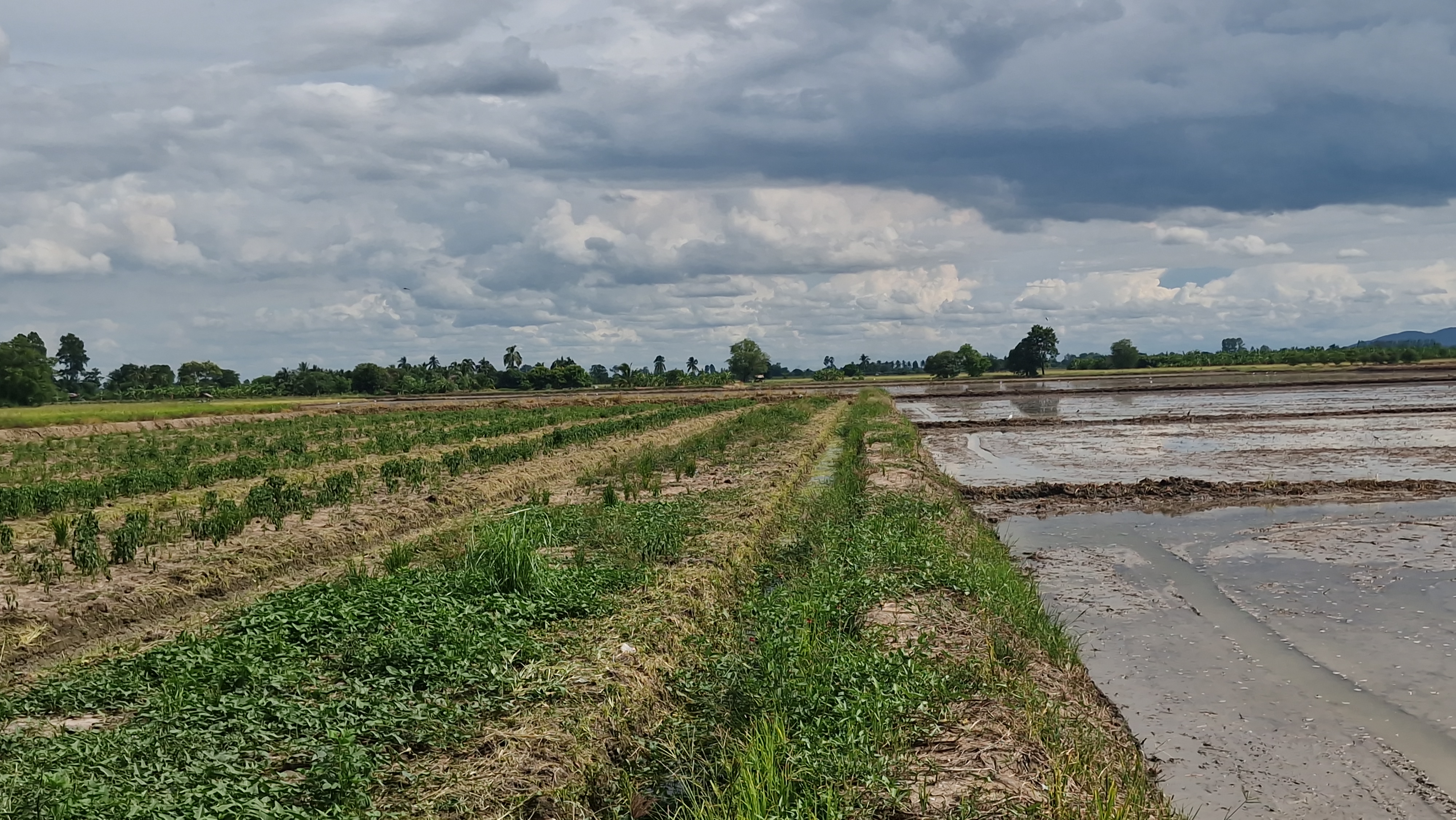 ที่ดินสวย 8 ไร่ 3 งาน 43 ตร.ว. อู่ทอง สุพรรณบุรี หน้ากว้างติดถนนลาดยาง 127 ม. ลึก 153 ม. ทำเลดี มีบ่อน้ำธรรมชาติ ขายเพียง 3.39 ล้าน เหมาะลงทุนหรือทำโครงการ หรือปลูกบ้านพักยามเกษียน ทำเกษตรพอเพียงหรือโคกหนองนา✨