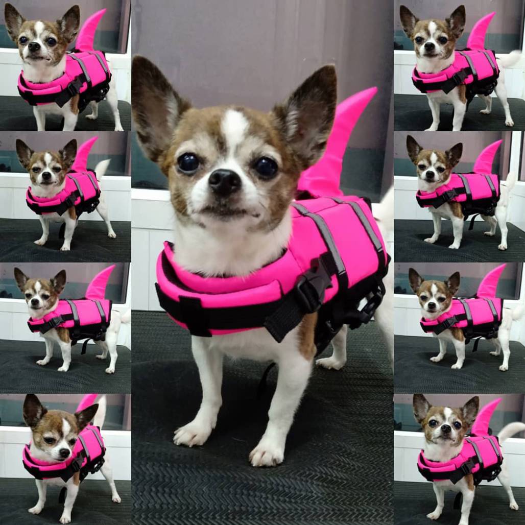 เสื้อชูชีพสุนัขแบบหางฉลาม ชมพู