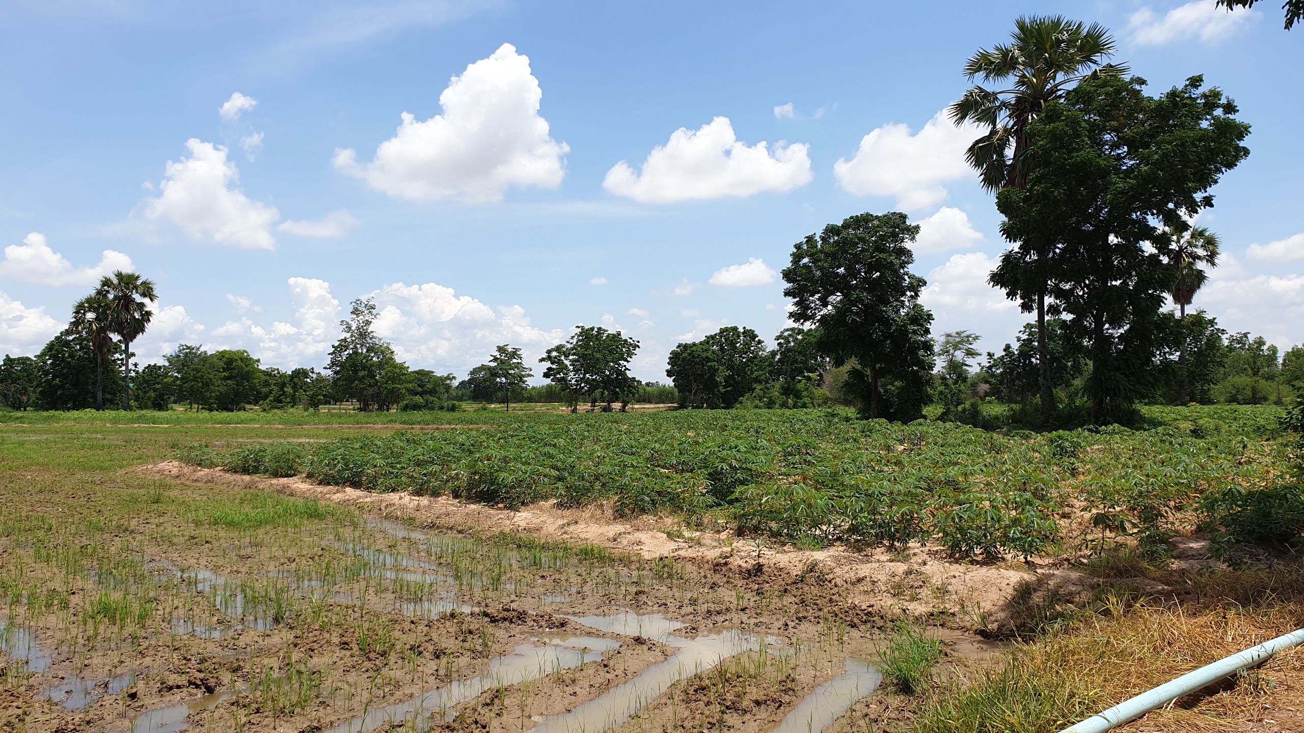 ขายที่ดินราคาถูก ดินดี น้ำดี ติดคลองใหญ่ อ.เลาขวัญ จ.กาญจนบุรี เนื้อที่ 29 ไร่ ไร่ละ 1.3 แสน อยู่ในแหล่งชุมชน ใกล้วัด ใกล้โรงเรียน รถยนต์ ไฟฟ้า นํ้า เข้าถึง