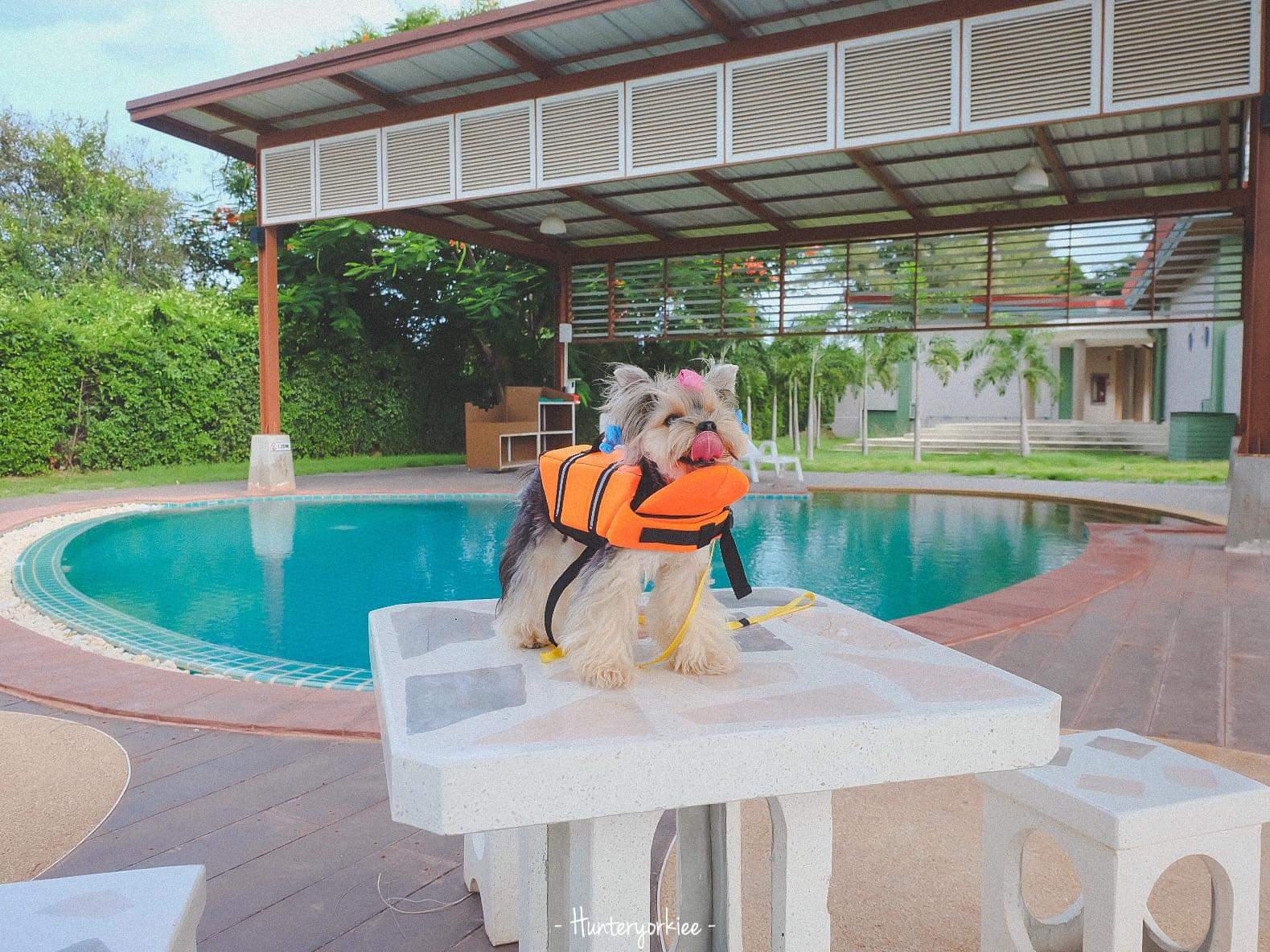 เสื้อชูชีพสุนัข Dogtalog แบบมีรองคอถอดได้ : สีส้ม