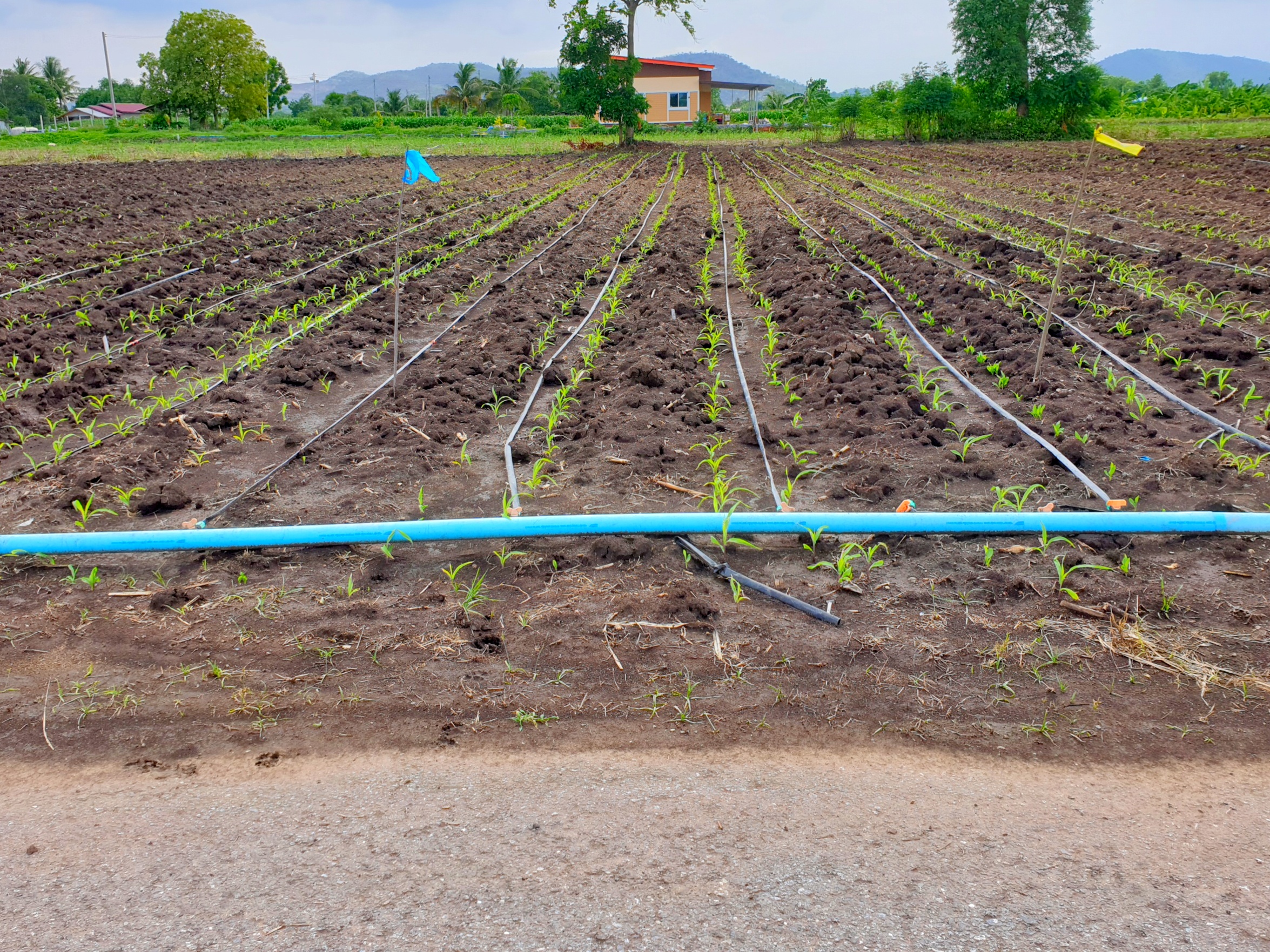 💰ขายแล้ว💰ขายที่ดินสวย ทำเลดี 3 ไร่ 2 งาน อ.อู่ทอง จ.สุพรรณบุรี ติดถนนลาดยาง ท่ามกลางธรรมชาติ วิวภูเขา