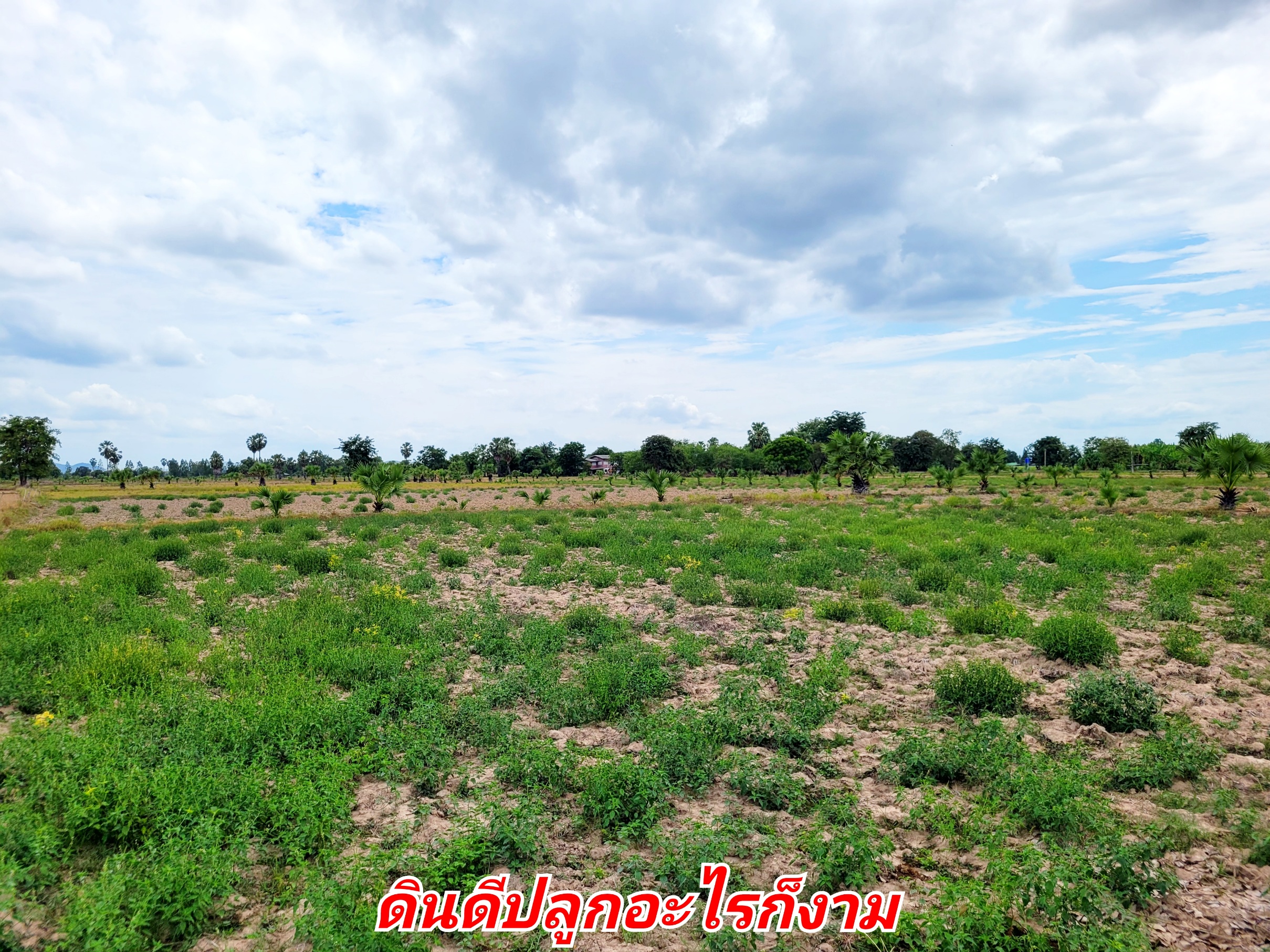 ขายทีดินเปล่า ที่สวย บรรยากาศดี อ.อู่ทอง จ.สุพรรณบุรี เนื้อที่ 37 ไร่ 2 งาน ไร่ละ 165,000 บ. ที่สวยบรรยากาศดี วิวทิวทัศน์สวยงาม ใกล้แหล่งชุมชน