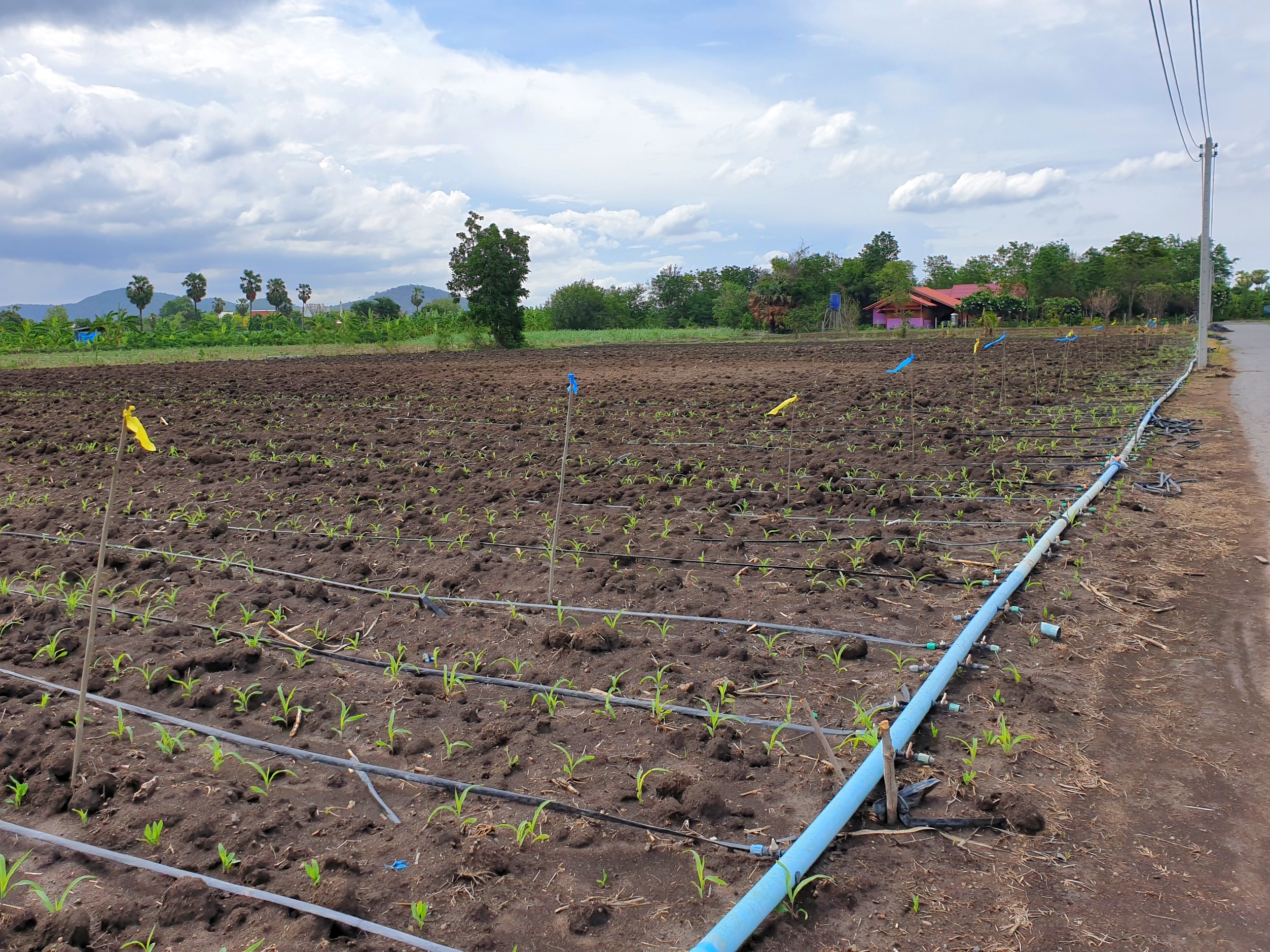 💰ขายแล้ว💰ขายที่ดินสวย ทำเลดี 3 ไร่ 2 งาน อ.อู่ทอง จ.สุพรรณบุรี ติดถนนลาดยาง ท่ามกลางธรรมชาติ วิวภูเขา