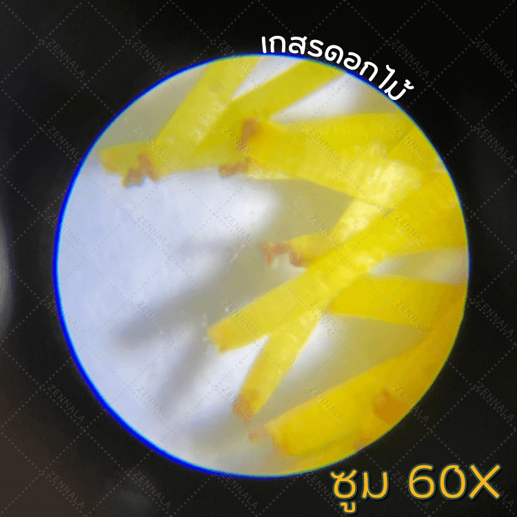 กล้องจุลทรรศน์ขนาดพกพา 60X - 120X