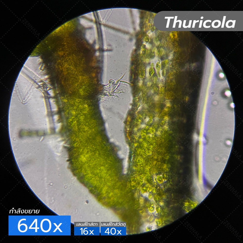 กล้องจุลทรรศน์ Trinocular 2000x ระบบ Infinity มีช่องต่อกล้อง ต่อจอเสริม รุ่น CM2000