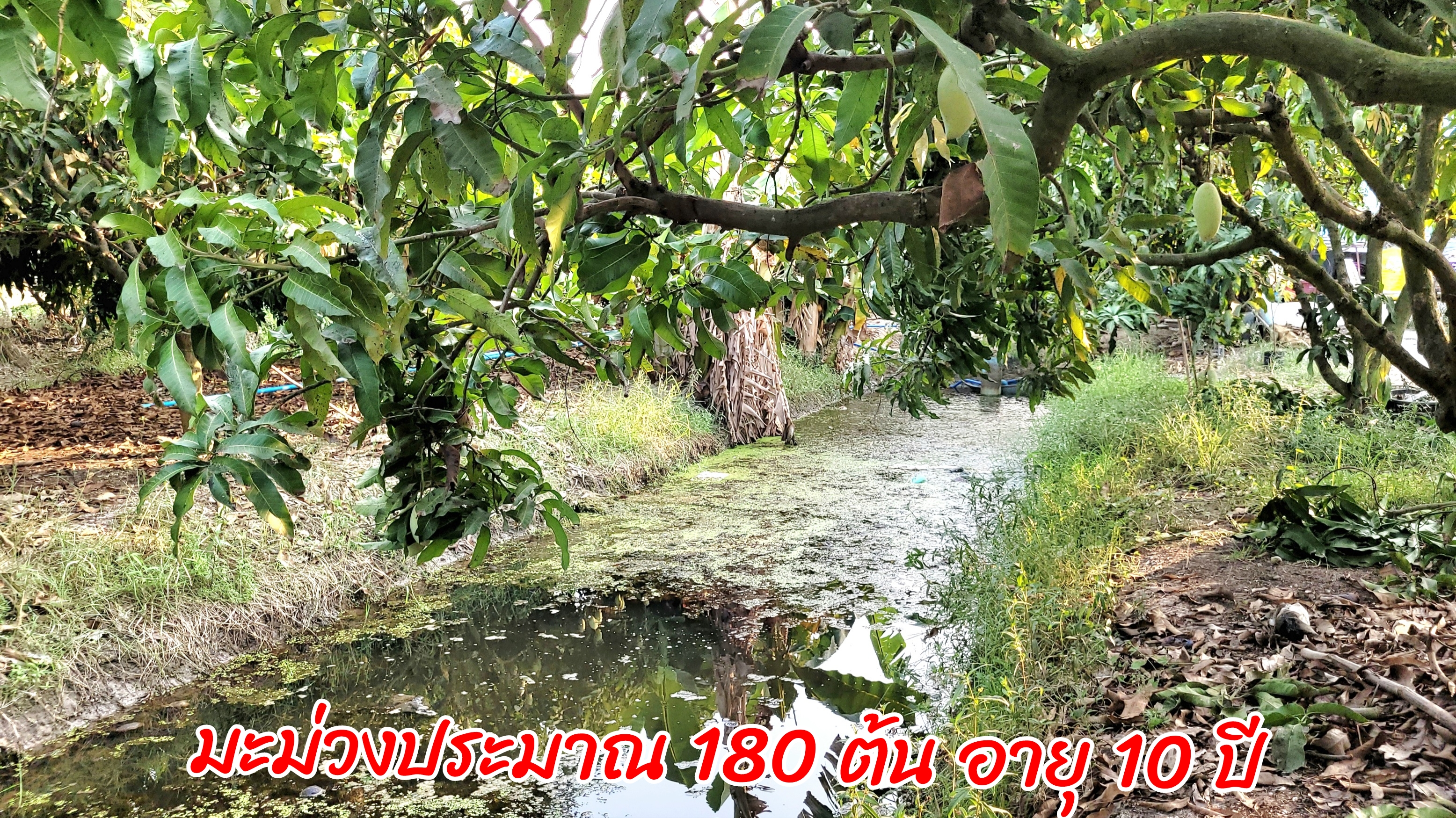 ขายบ้านพร้อมสวนมะม่วง 3 ไร่ ราคา: 3.5 ล้านบาท ติดถนนลาดยาง อ.เมือง จ.สุพรรณบุรี โอกาสทองสำหรับผู้รักบ้านสวน! กำลังมองหาบ้านพร้อมสวนผลไม้ บรรยากาศดี ร่มรื่น สงบ