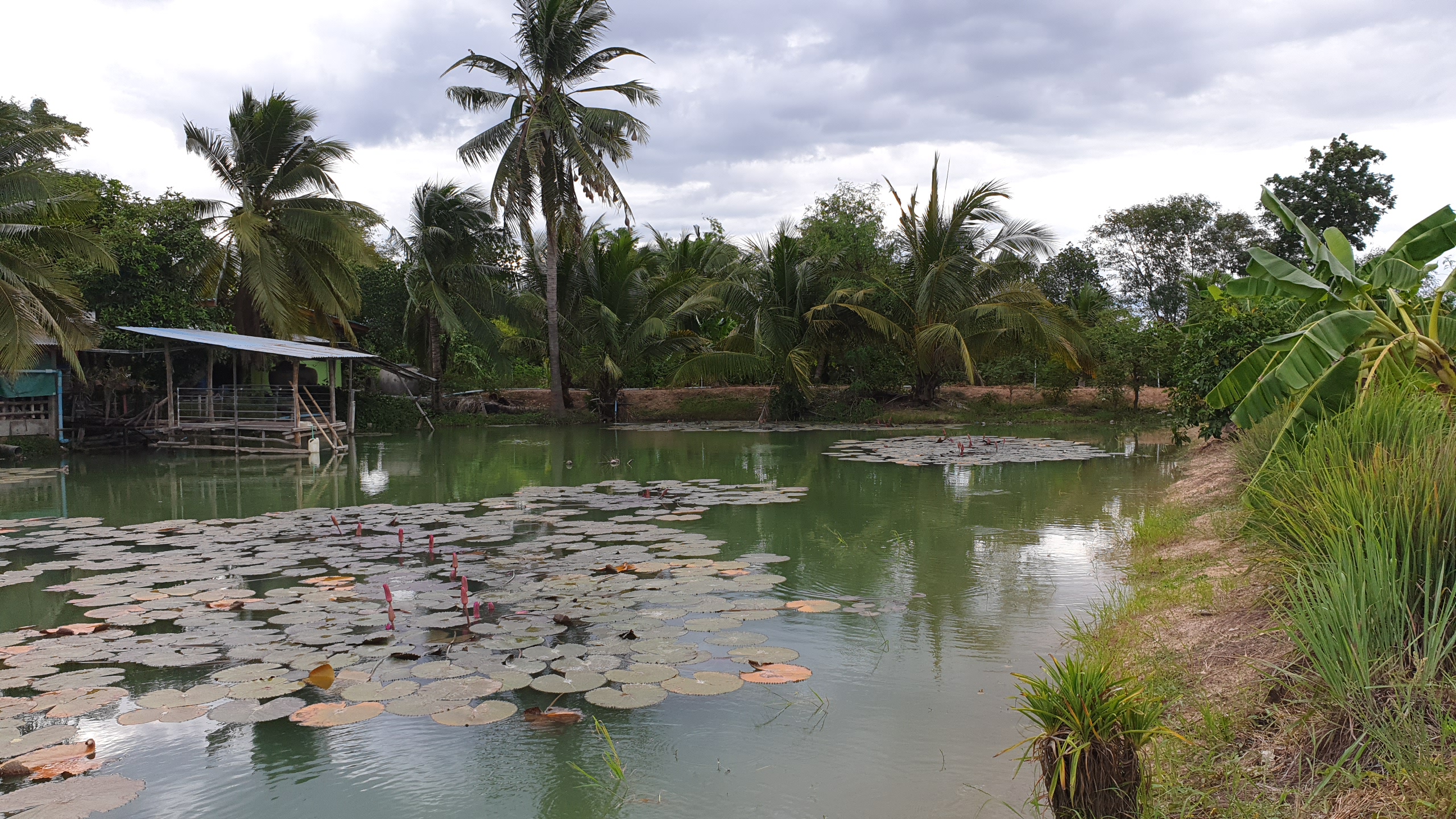 💰ขายแล้ว💰ขายที่ดินสวนมะพร้าวน้ำหอม อ.อู่ทอง จ.สุพรรณบุรี เนื้อที่ 20 ไร่ พร้อมบ้านสวยพร้อมอยู่ ขายยกแปลง 12 ล้าน บรรยากาศดี สงบ ร่มรื่น น้ำท่า อุดมสมบูรณ์