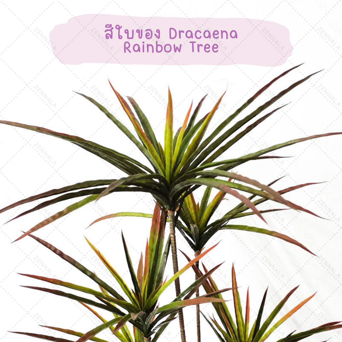 ต้น Dracaena Rainbow tree 120cm (เข็มสามสี)