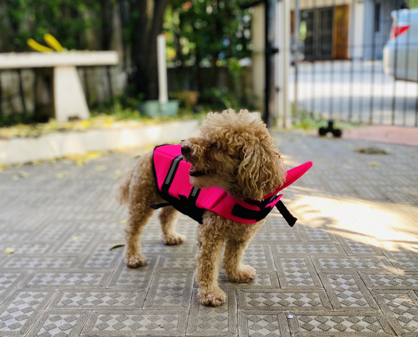 Dogtalog เสื้อชูชีพสุนัข Dogtalog แบบมีรองคอถอดได้ สีชมพู Pink