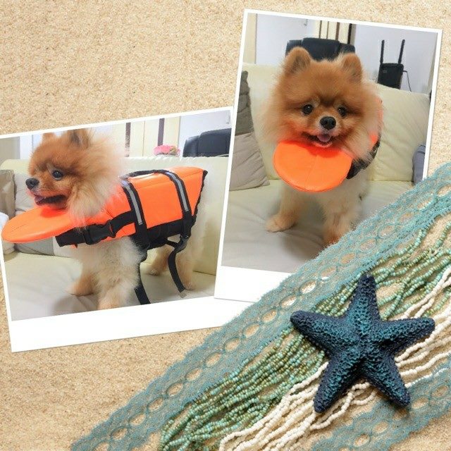 เสื้อชูชีพสุนัข Dogtalog แบบมีรองคอถอดได้ : สีส้ม