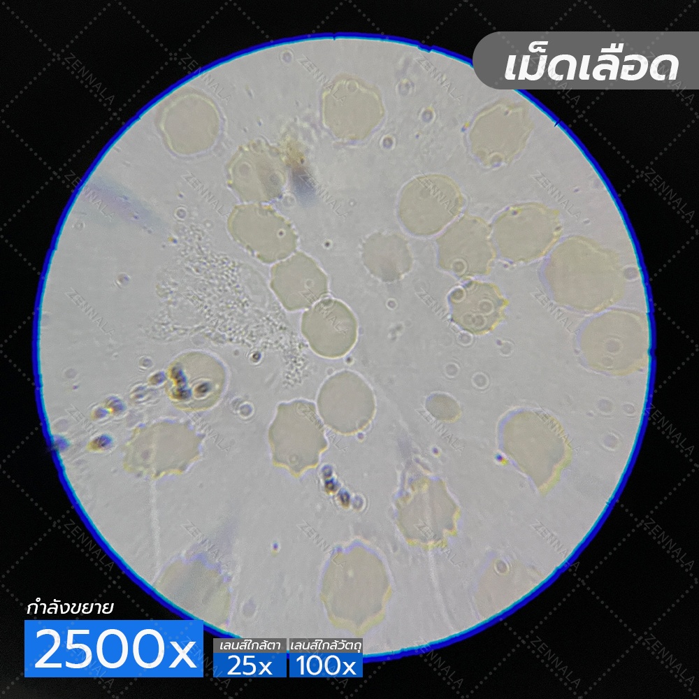 กล้องจุลทรรศน์ 2 ตา Trinocular 2500x มีช่องต่อกล้อง ต่อจอเสริม รุ่น BX25
