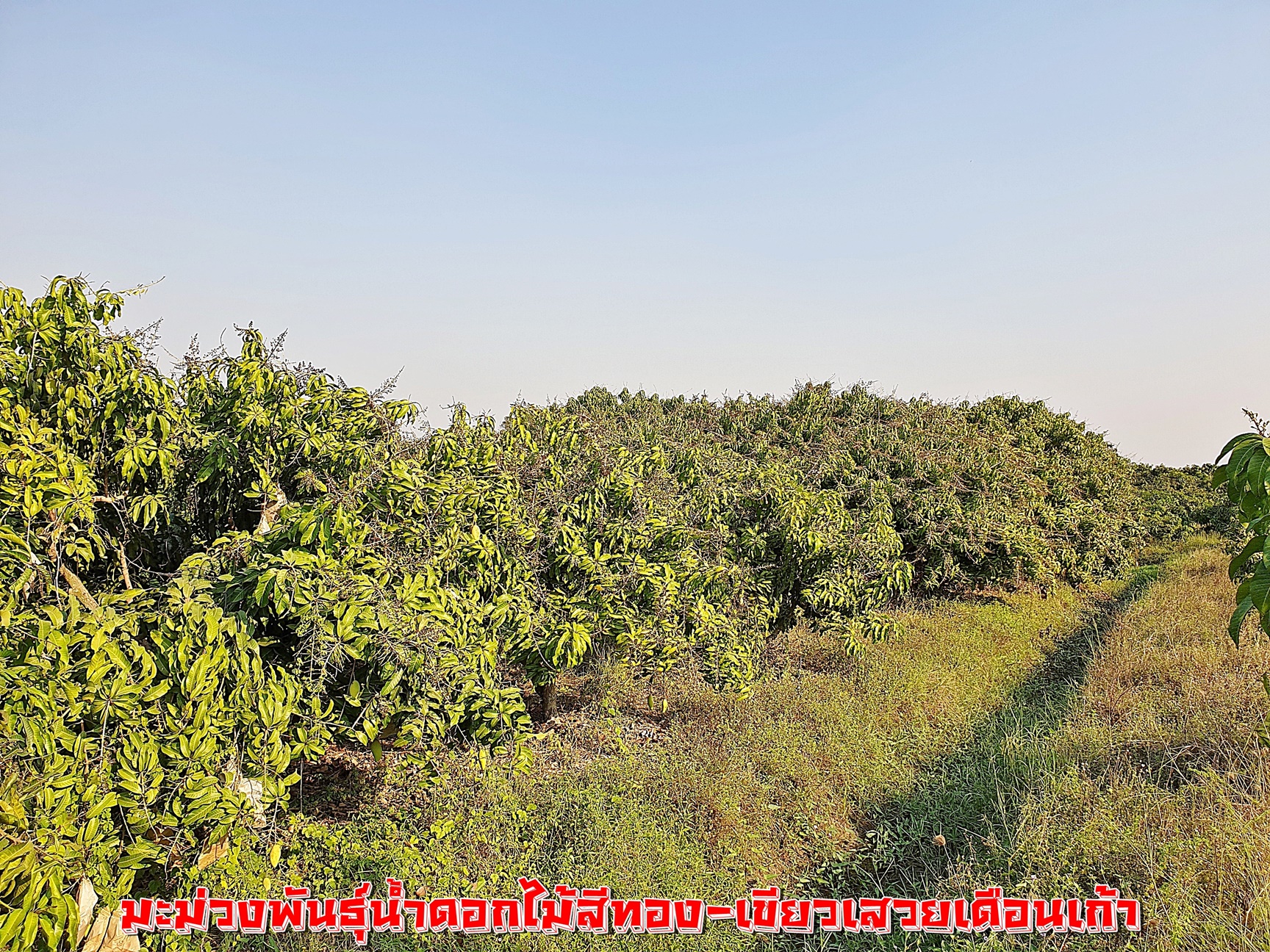 💰ขายแล้ว💰ขายที่ดินสวนมะม่วง ต.สนามคลี อ.เมือง จ.สุพรรณบุรี ขายที่ดินสวนมะม่วง 7-1-50 ไร่ ไร่ละ 480,000 บาท ติดถนนทางหลวงชนบท 3006