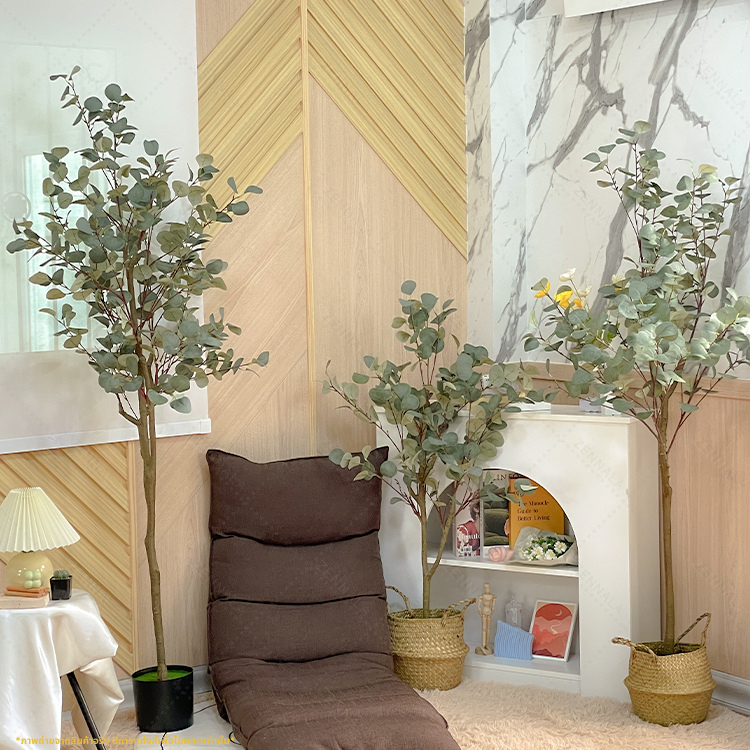 ต้นยูคาลิปตัส ใบกลม Eucalyptus Tree