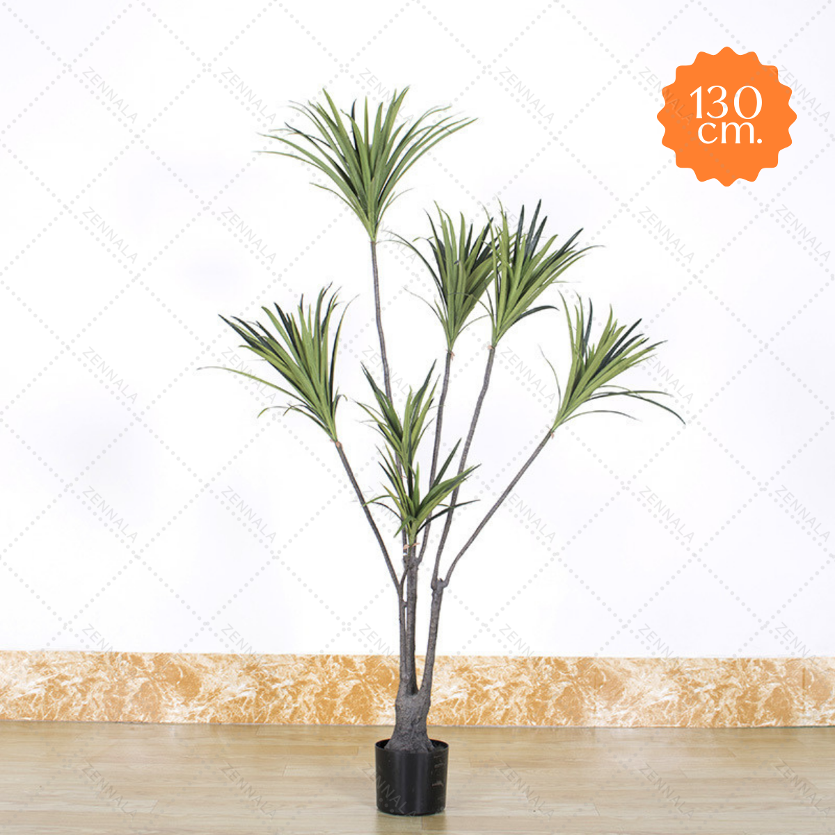ต้น Dracaena Dragon Tree ต้นมังกร 130cm / 150cm / 180cm