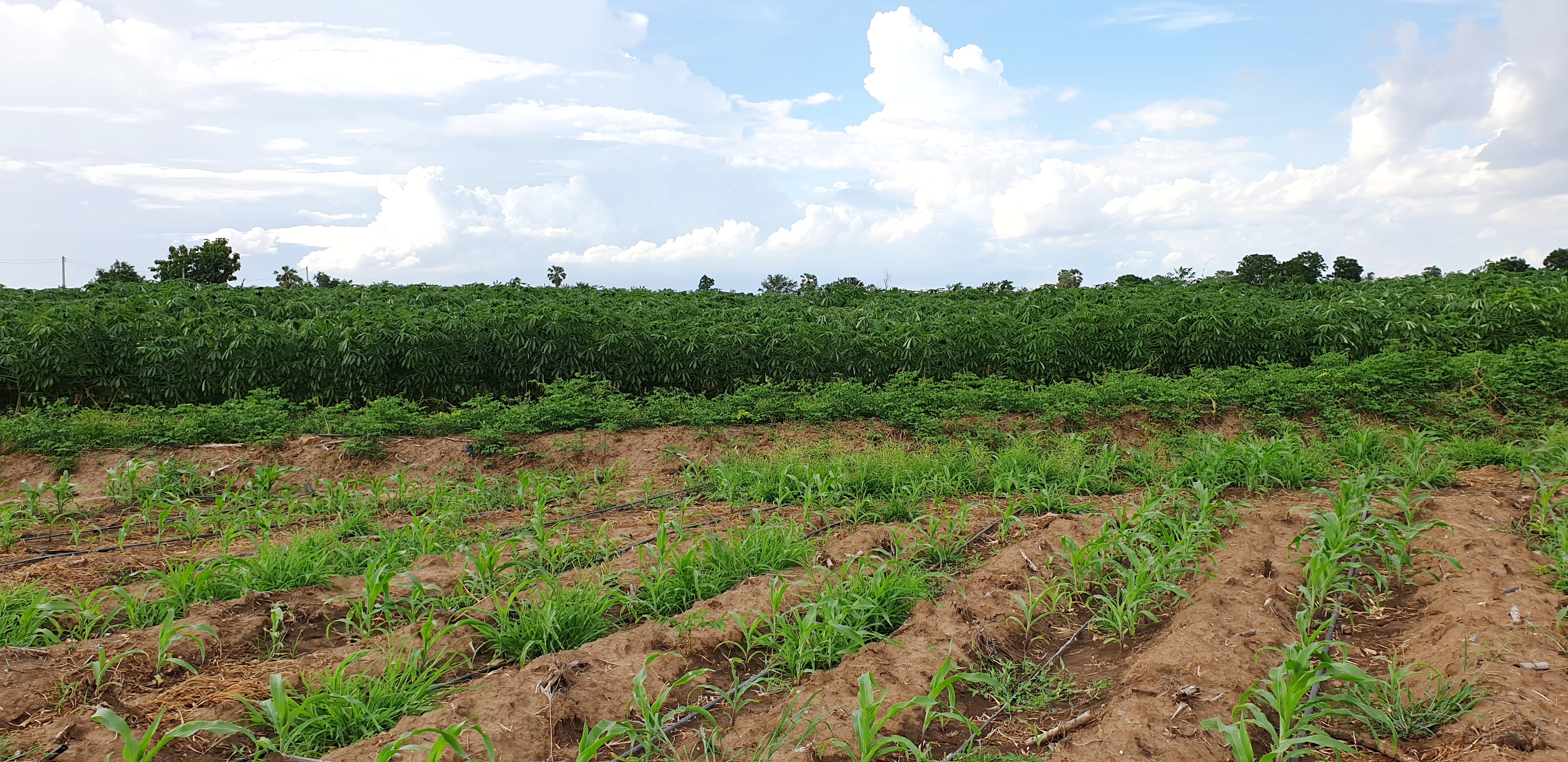 💰ขายแล้ว💰ขายที่ดินวิวสวย ติดถนนลาดยาง บรรยากาศดี วิวทิวทัศน์สวยงาม อ.อู่ทอง จ.สุพรรณบุรี เนื้อที่ 10 ไร่ ราคาไร่ละ 280,000 บาท ด้านหน้าติดถนนลาดยาง เข้า-ออก ได้หลายทาง