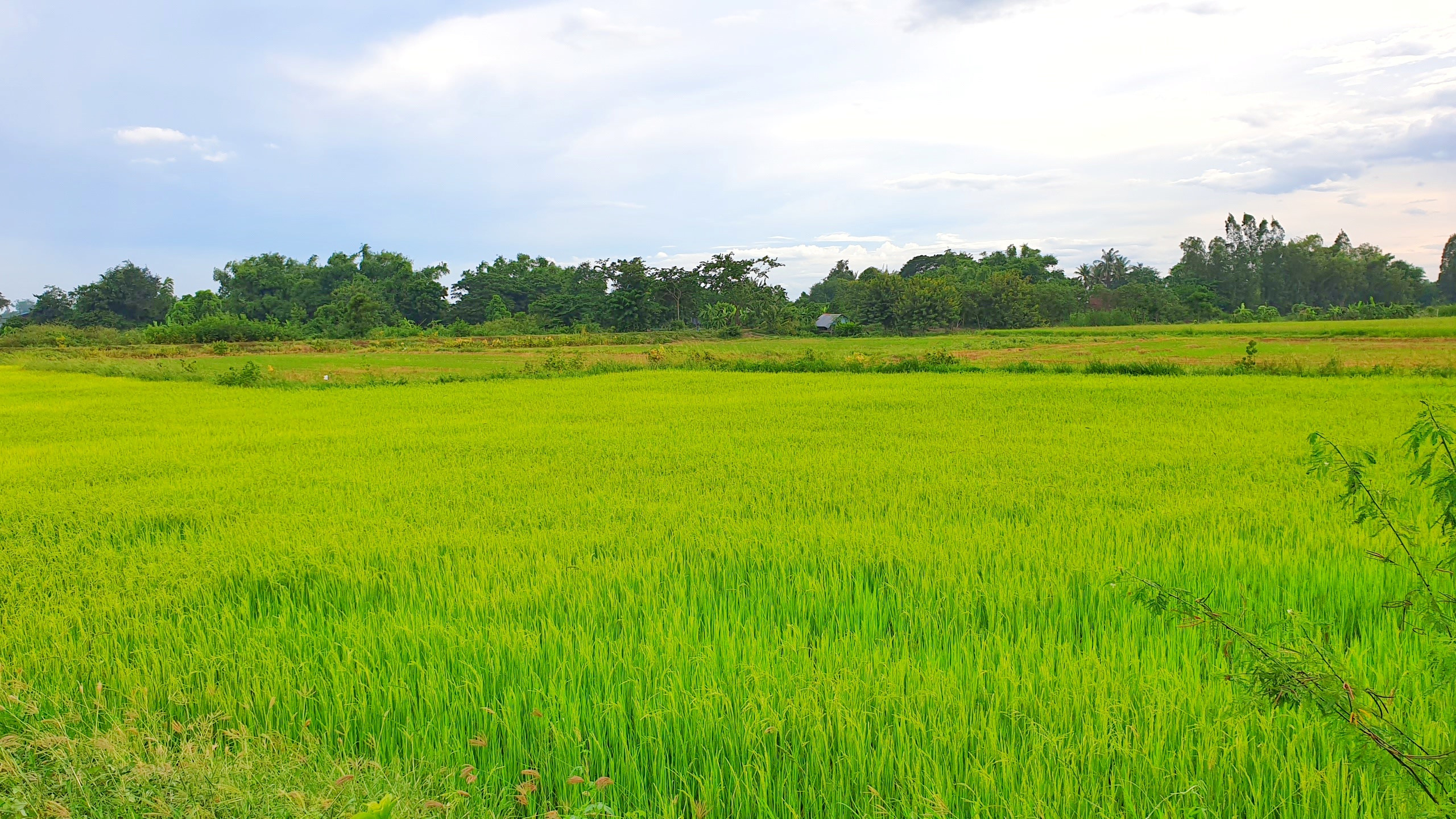 💰ขายแล้ว💰ขายที่ดินแปลงสวยเมืองสุพรรณบุรี ติดถนนใหญ่ 4 เลน เลี่ยงเมืองสุพรรณบุรีสาย 357 เนื้อที่ 6 ไร่ 1 งาน ที่สวย ทำเลทอง