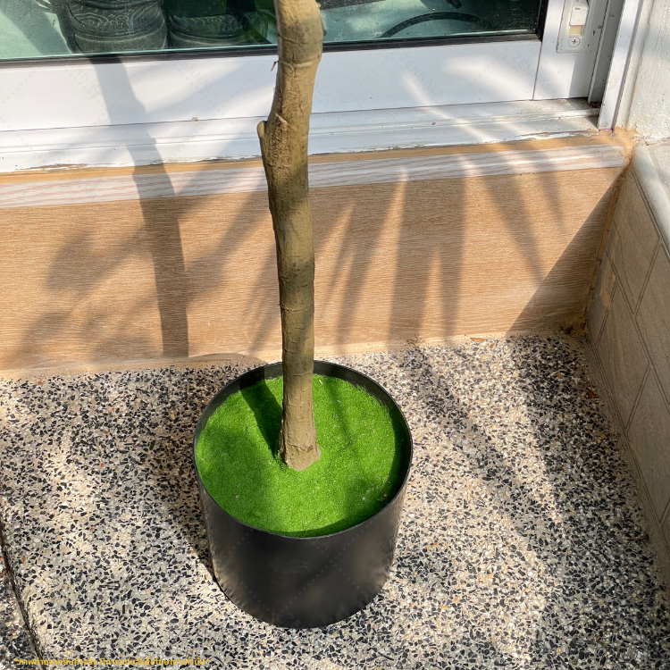 ต้นยูคาลิปตัส ใบกลม Eucalyptus Tree