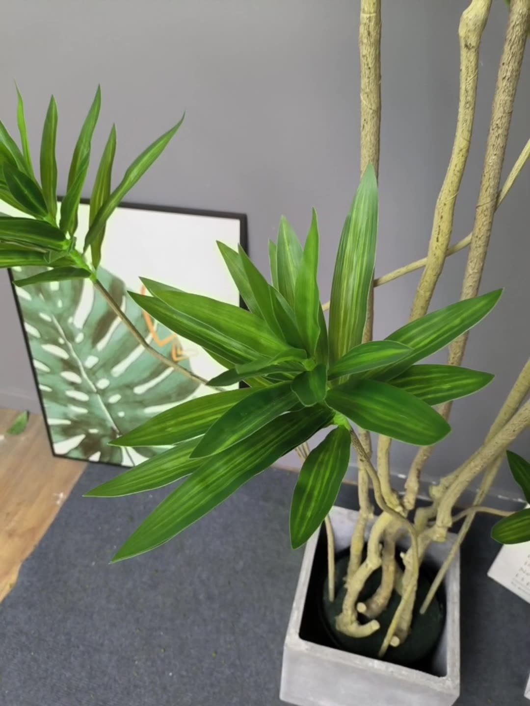 ต้น Llly Bamboo 140cm. / 160cm.