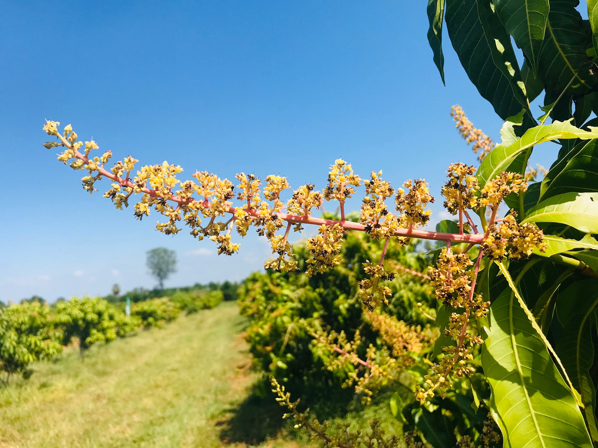 🌈ขายแล้ว🌈ขายที่ดินสวนมะม่วง อ.อู่ทอง จ. สุพรรณบุรี เนื้อที่ 29-1-21 ไร่ ไร่ละ 2.2 แสน น้ำ-ไฟ เข้าถึง ที่สวยบรรยากาศดี วิวทิวทัศน์สวยงาม วิวภูเขา ใกล้แหล่งชุมชน