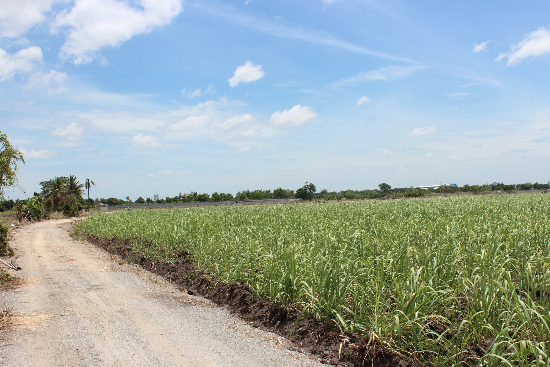 🍄ติดทรัพย์🍄ขายที่ดิน อ.อู่ทอง สุพรรณบุรี ใกล้สวนสวรรค์ ตลาดสีเขียวสุพรรณบุรี 37 ไร่ 1 งาน 93 ตรว ขายยกแปลง 9 ล้าน สถานที่ท่องเที่ยวชมพืชพันธุ์ดอกไม้ ทุ่งทานตะวัน มีถนนตัดผ่านรอบพื้นที่ ทำทางถนนรอบที่ ให้เรียบร้อย มีบ่อบาดาลในที่ 2 บ่อ มีคล