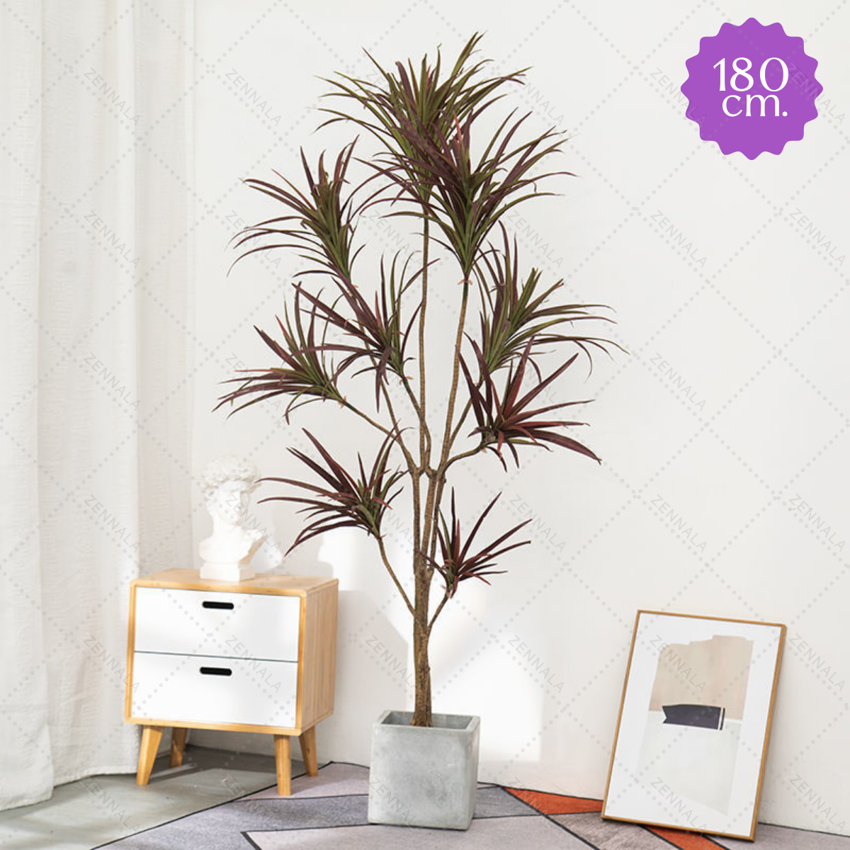 ต้น Dracaena Dragon Tree ต้นมังกร 130cm / 150cm / 180cm