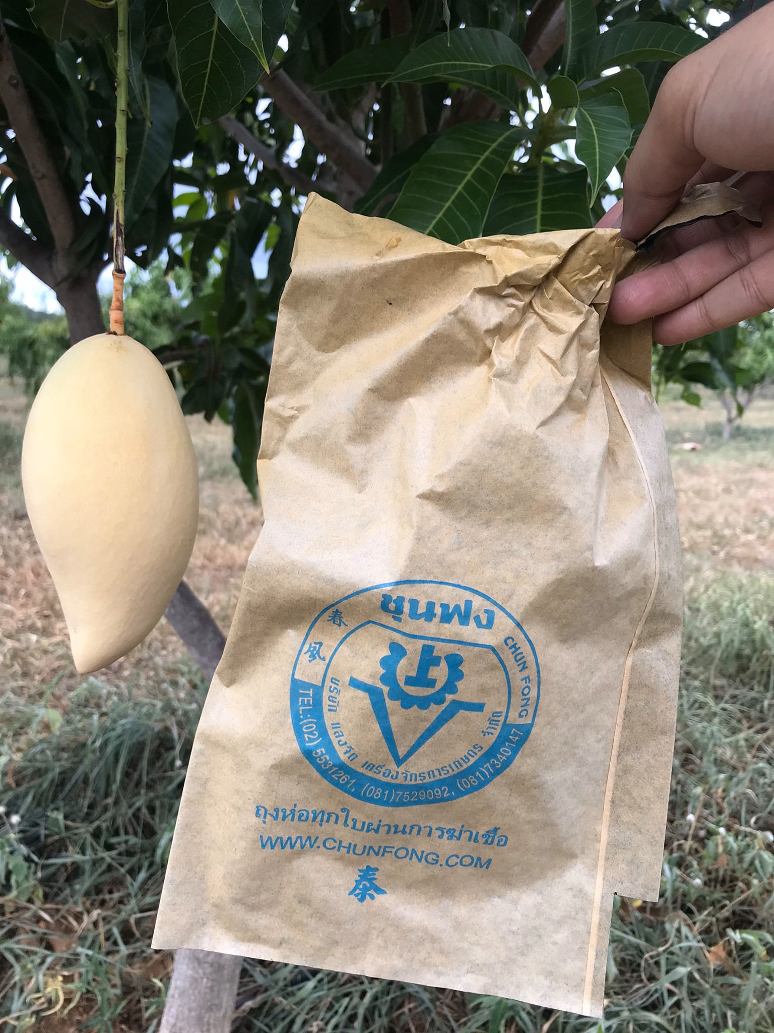 🌈ขายแล้ว🌈ขายที่ดินสวนมะม่วง อ.อู่ทอง จ. สุพรรณบุรี เนื้อที่ 29-1-21 ไร่ ไร่ละ 2.2 แสน น้ำ-ไฟ เข้าถึง ที่สวยบรรยากาศดี วิวทิวทัศน์สวยงาม วิวภูเขา ใกล้แหล่งชุมชน