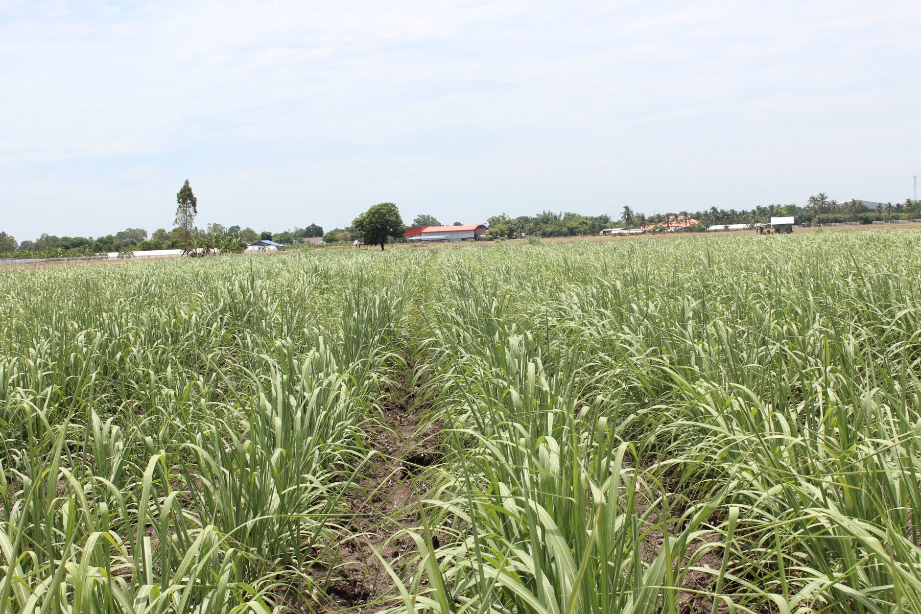 🍄ติดทรัพย์🍄ขายที่ดิน อ.อู่ทอง สุพรรณบุรี ใกล้สวนสวรรค์ ตลาดสีเขียวสุพรรณบุรี 37 ไร่ 1 งาน 93 ตรว ขายยกแปลง 9 ล้าน สถานที่ท่องเที่ยวชมพืชพันธุ์ดอกไม้ ทุ่งทานตะวัน มีถนนตัดผ่านรอบพื้นที่ ทำทางถนนรอบที่ ให้เรียบร้อย มีบ่อบาดาลในที่ 2 บ่อ มีคล