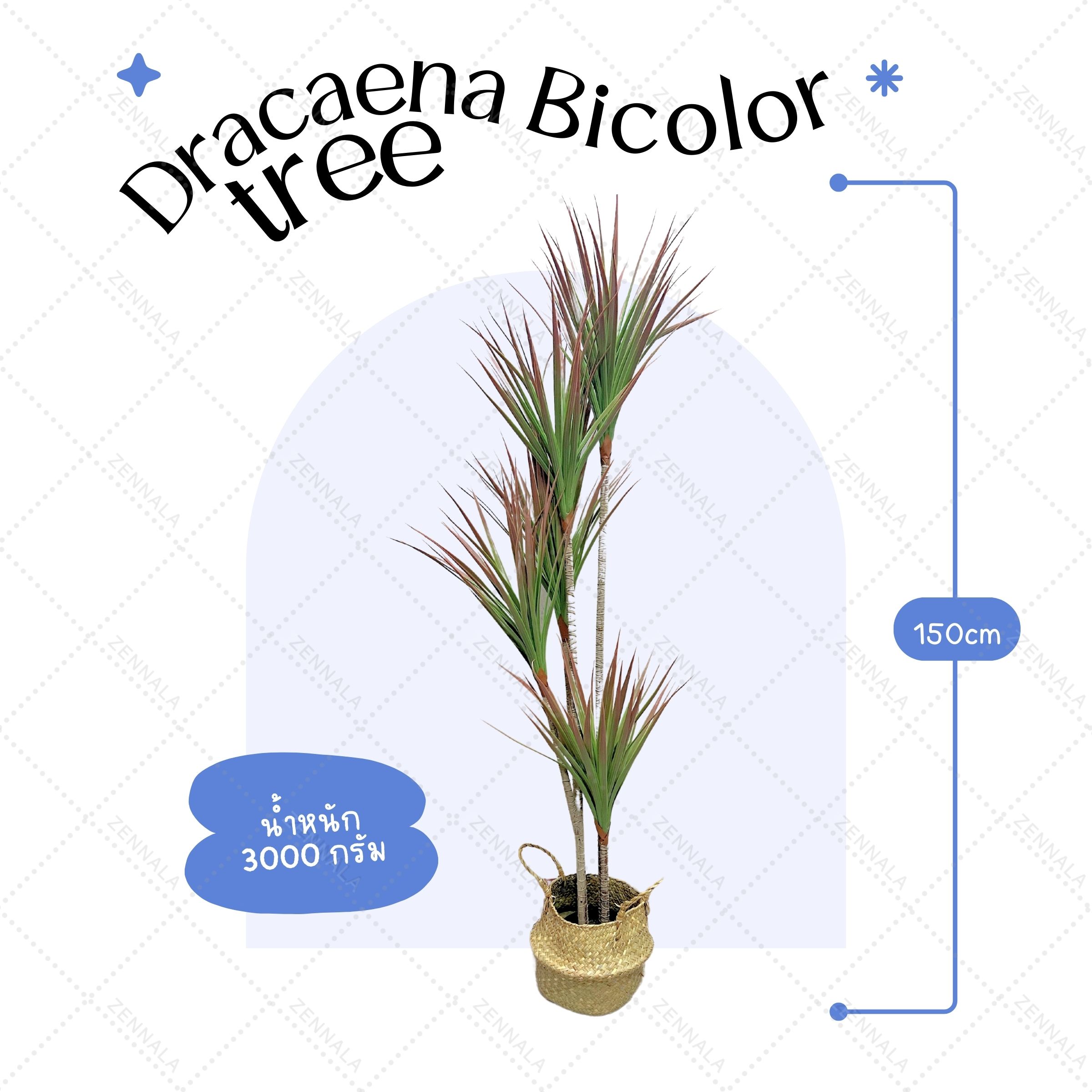ต้น Dracaena Bicolor 150cm (เข็มริมแดง)