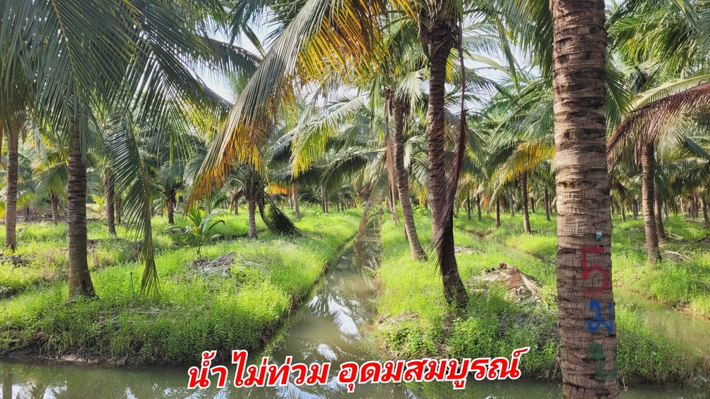 ขายที่ดินสวนผลไม้ 84 ไร่ มะพร้าวน้ำหอม & อินทผาลัม ไร่ละ 500,000 บาท เท่านั้น! พื้นที่รวม: 84 ไร่ 1 งาน 63 ตรว. ตำแหน่งที่ตั้ง: อ.อู่ทอง จ.สุพรรณบุรี ผลผลิตรายได้ทันที: ผลผลิตครบครัน มะพร้าวน้ำหอม 2,100 ต้น อินทผาลัม 100 ต้น