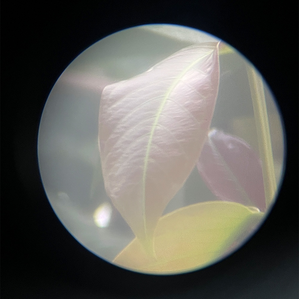 กล้องส่องทางไกล ดูนก ส่องสัตว์ Jiehe 20-60X60