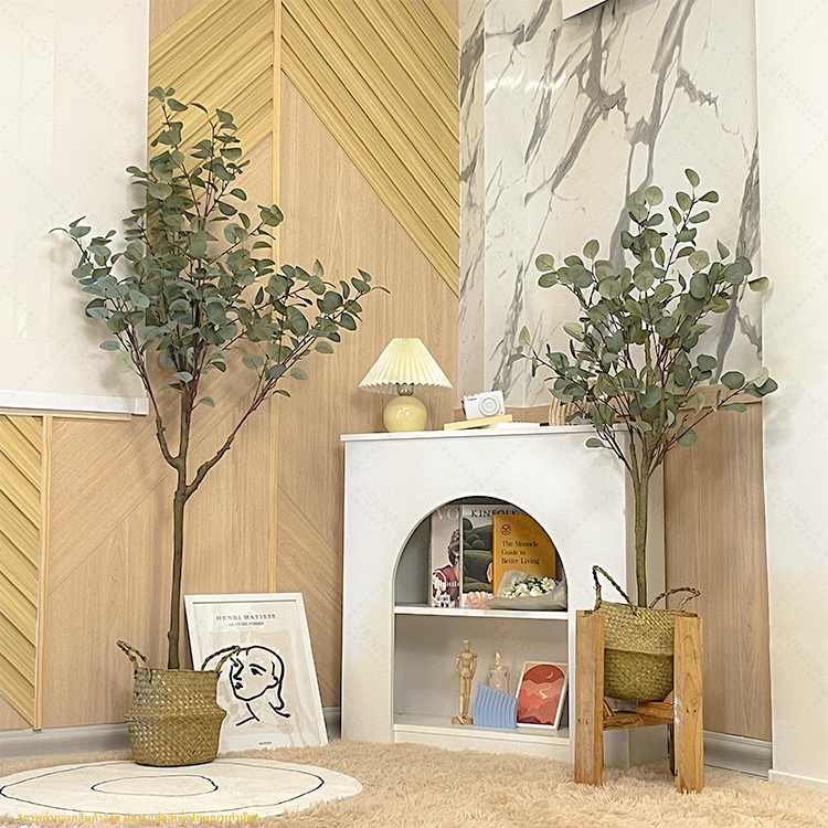 ต้นยูคาลิปตัส ใบกลม Eucalyptus Tree