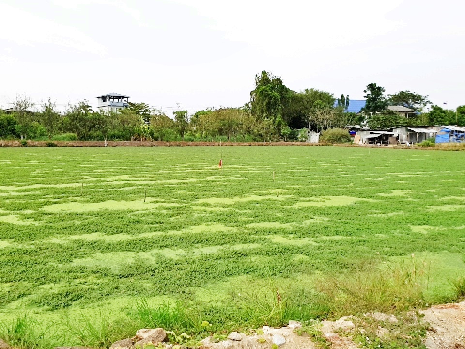 ขายที่ดินแปลงสวย ทำเลดี ติดถนนใหญ่ 4 เลน ถนนวัดศรีวารีน้อย บางนาตราด กม. 17 ลาดกระบัง 54 ขนาดที่ดิน 2 ไร่ 3 งาน 97 ตรว (ตรว.ละ45,000 บาท) หน้ากว้างติดถนนใหญ่ 65 เมตร ที่ดินสวยเป็นรูปทรงสี่เหลี่ยมจัตรัส การเดินทาง สะดวก สบาย สามารถเข้าออกได้ 2 ทาง ถนนบางนา